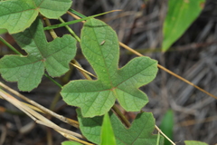 Passiflora santiagana