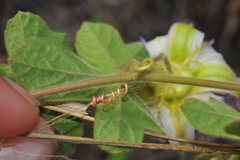 Passiflora santiagana