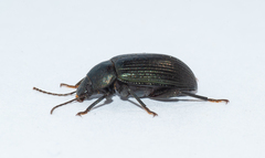 Helopini