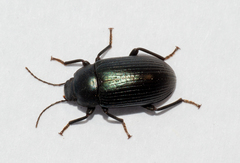Helopini