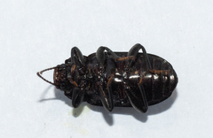 Helopini