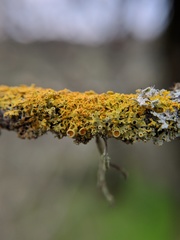 Xanthomendoza oregana