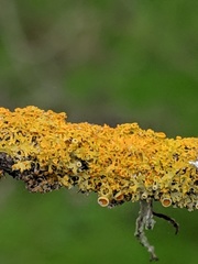 Xanthomendoza oregana