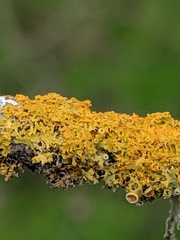 Xanthomendoza oregana