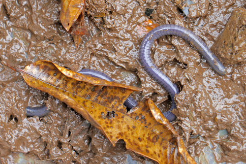 Dermophis parviceps