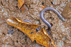 Dermophis parviceps image