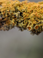 Xanthomendoza oregana