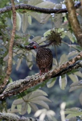Penelope barbata