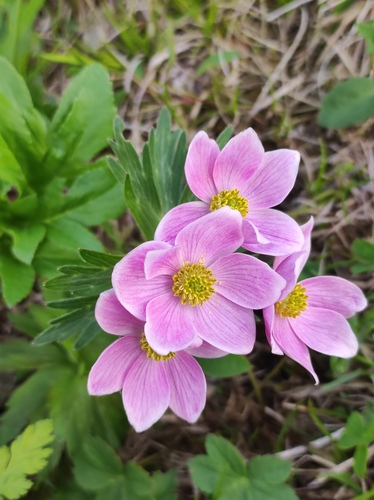 Anemonastrum fasciculatum