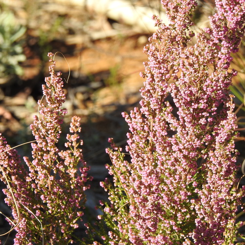 Image of Erica mauritanica by (c) Noeleen du Toit, some rights reserved (CC BY-SA)
