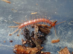 Lithobius obscurus
