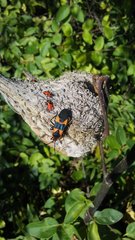 Oncopeltus fasciatus