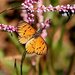 Marsh Amber - Photo (c) Corrie du Toit, some rights reserved (CC BY-NC), uploaded by Corrie du Toit
