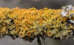 Xanthomendoza oregana