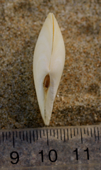 Macomona liliana