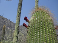 Cephalocereus polylophus
