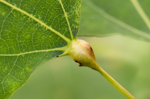Contarinia petioli nuotrauka