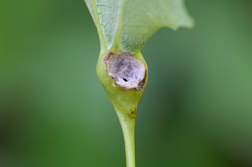 Contarinia petioli nuotrauka