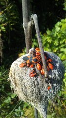 Oncopeltus fasciatus