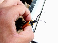 Oropyrodes maculicollis