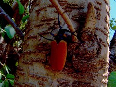 Oropyrodes maculicollis