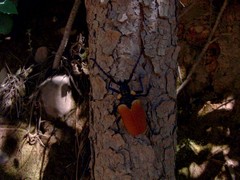 Oropyrodes maculicollis