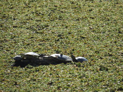 Trachemys dorbigni