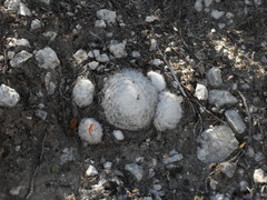 Mammillaria humboldtii