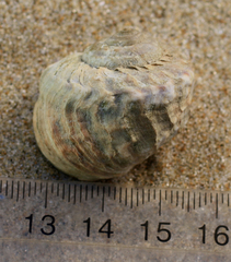 Amphibola crenata