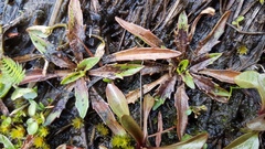 Plantago unibracteata