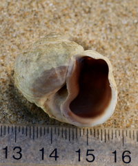 Amphibola crenata