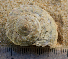 Amphibola crenata