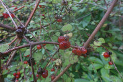 Coprosma rotundifolia