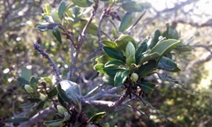 Comarostaphylis diversifolia planifolia