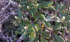 Comarostaphylis diversifolia planifolia