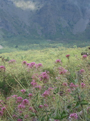 Centranthus ruber