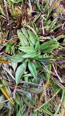Plantago unibracteata