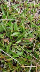 Plantago unibracteata