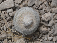 Epithelantha greggii