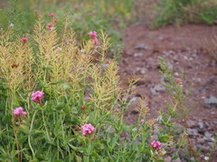 Centranthus ruber
