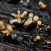 Trichoderma flavipes - Photo (c) Christian Schwarz, some rights reserved (CC BY-NC), uploaded by Christian Schwarz