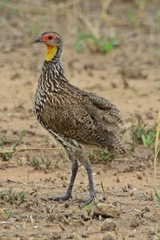 Pternistis leucoscepus