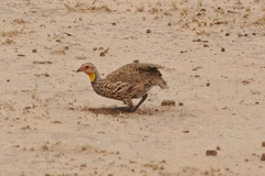 Pternistis leucoscepus