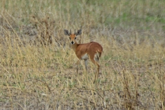 Raphicerus campestris neumanni