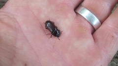 Uloma tenebrionoides