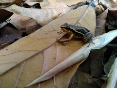 Leucostethus fraterdanieli