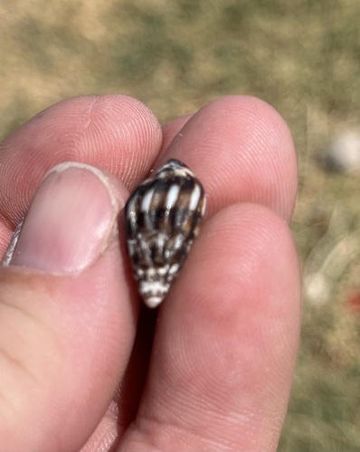 Melanopsis costata, 2023-07-25