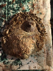 Pinctada mazatlanica