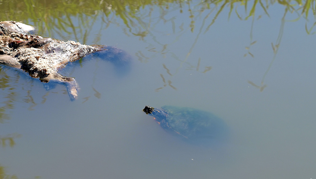 Eastern River Cooter from Dallas, TX, USA Reinhart branch on June 24 ...