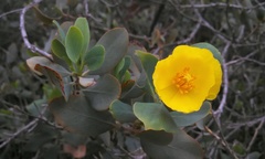 Dendromecon harfordii